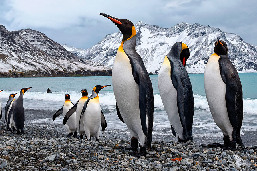 Emperor penguins perish as ice melts to new lows: study